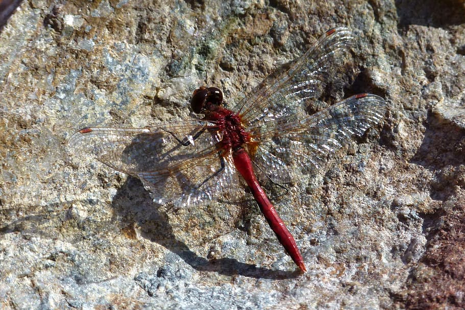Dragonfly, Insect, Bug, Damselfly, red, anisoptera, transparent HD wallpaper
