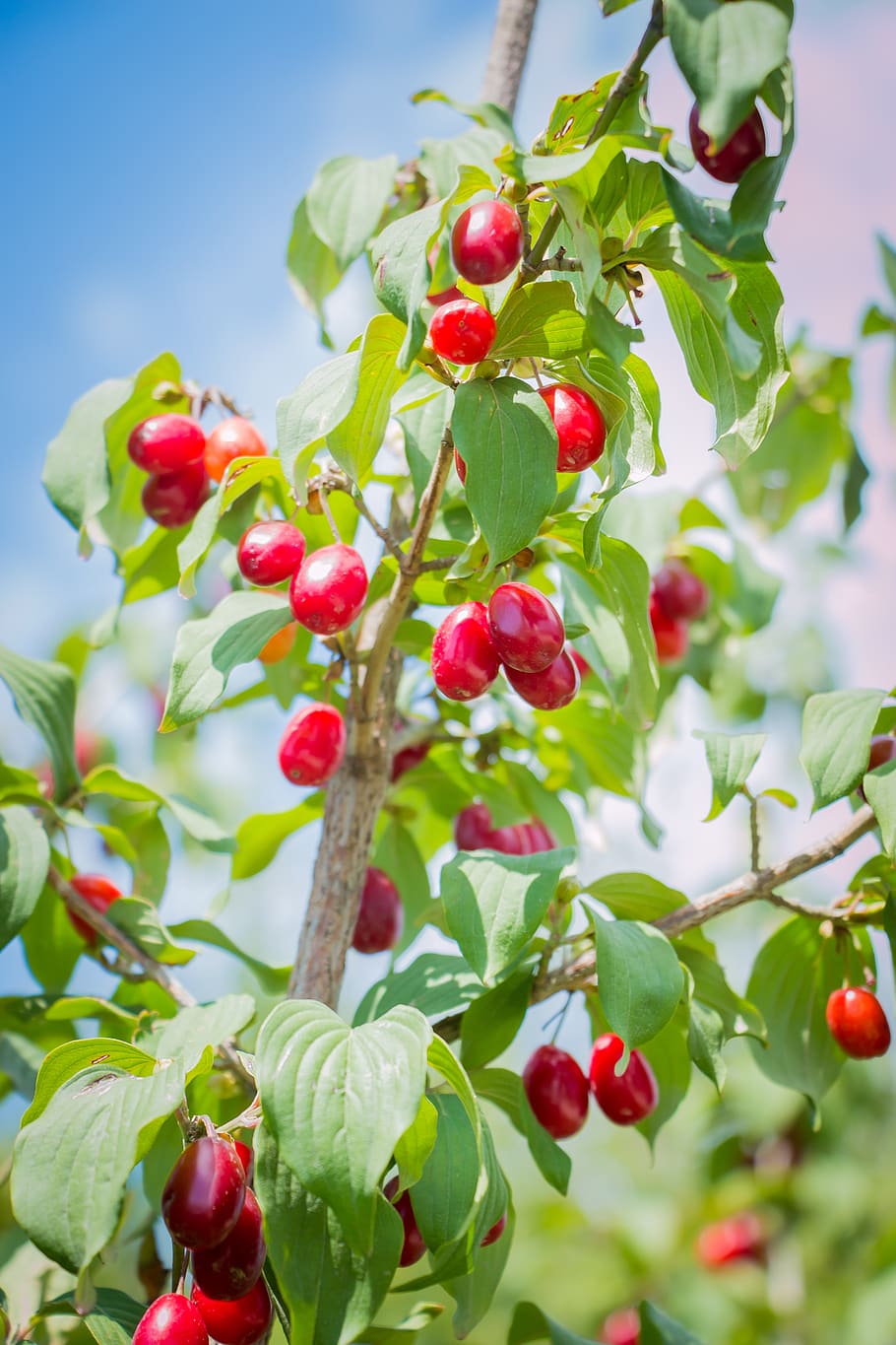 tree, branch, summer, healthy eating, food, food and drink HD wallpaper