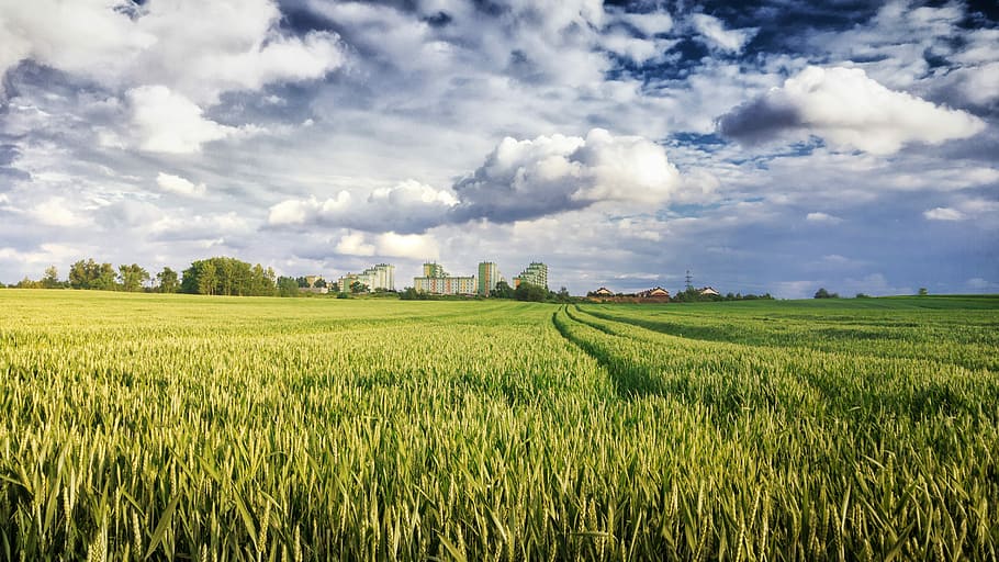 Field, Rye, Corn, Agriculture, the cultivation of, landscape HD wallpaper