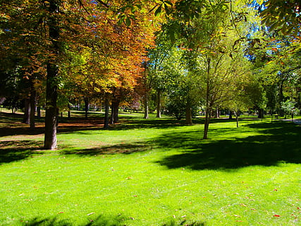Park, Forest, Tree, Nature, Landscape, trees, path, autumn HD wallpaper