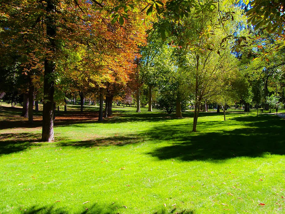 Park, Forest, Tree, Nature, Landscape, trees, path, autumn HD wallpaper