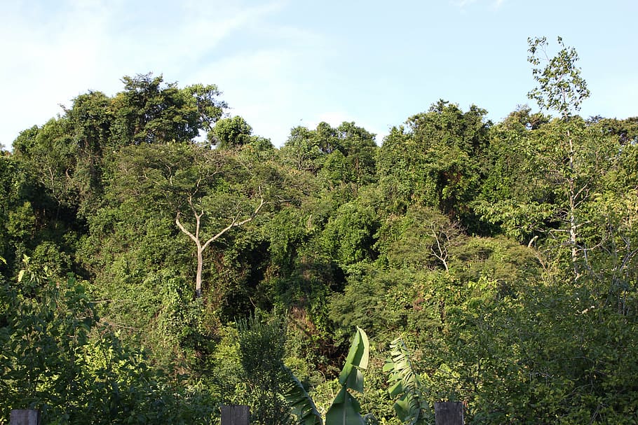 forest, green, landscape, trees, nature, plants, sky, growth HD wallpaper
