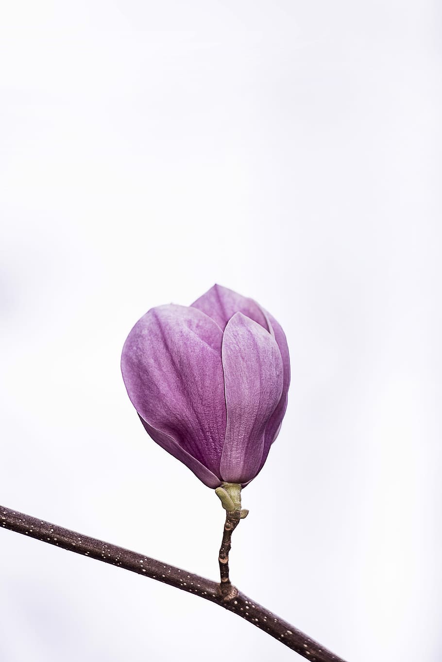 pink petaled flower, close-up photography of purple flower bud on branch HD wallpaper