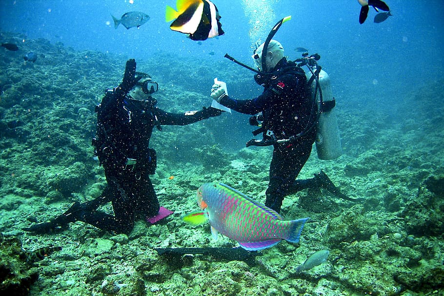 two men underwater diving, divers, scuba, reef, sea, ocean, tropical, HD wallpaper