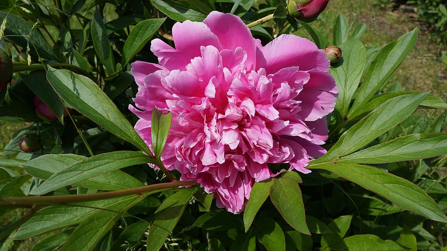 peony, pink, plant, spring, flower, blossom, bloom, nature HD wallpaper