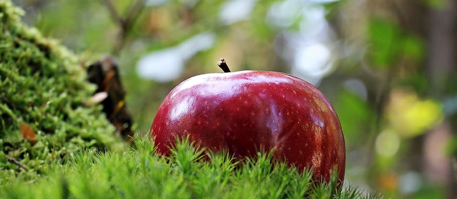 apple in green leaf, red apple, red chief, fruit, frisch, vitamins HD wallpaper