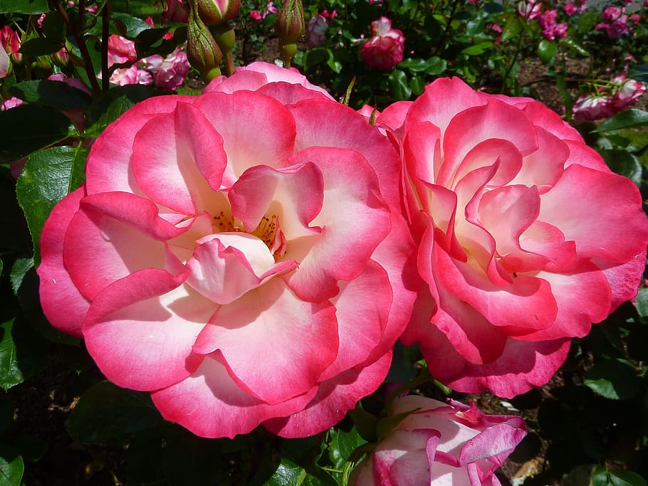 pink roses in close-up photography, flora, flower, macro, flowers HD wallpaper