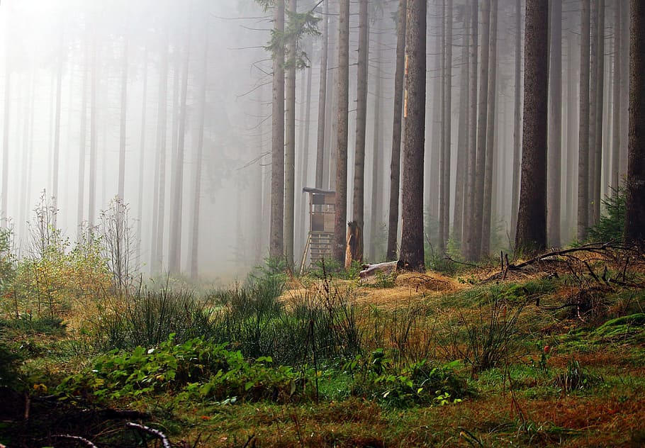 Fog, Forest, Perch, Hunter Seat, hunter was, nature, trees HD wallpaper