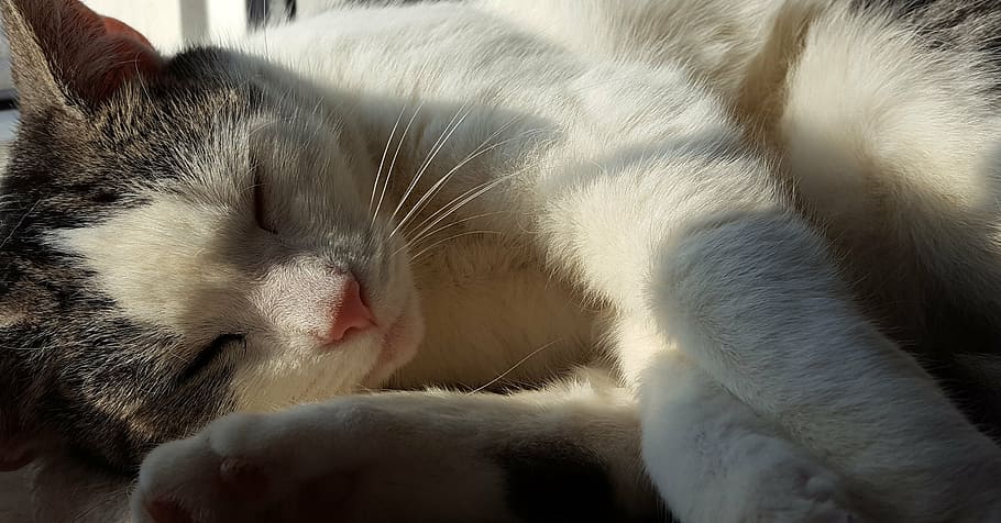 cat, sleep, sun, spring, fur, sweet, pets, animal, domestic Cat HD wallpaper