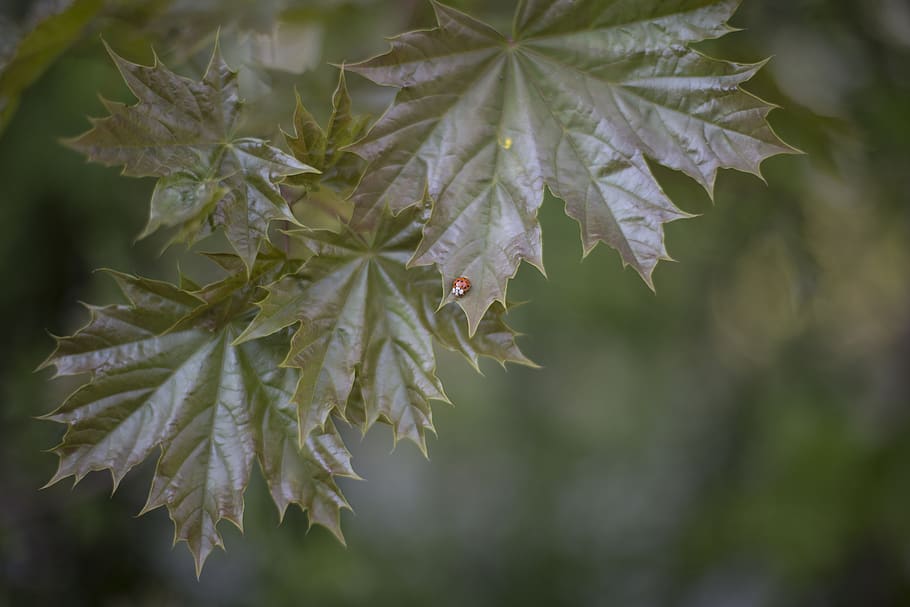green, leaf, plant, nature, blur, bug, plant part, growth, beauty in nature HD wallpaper