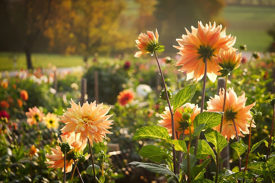 flower, nature, plant, leaf, autumn, landscape, raghavendra HD wallpaper