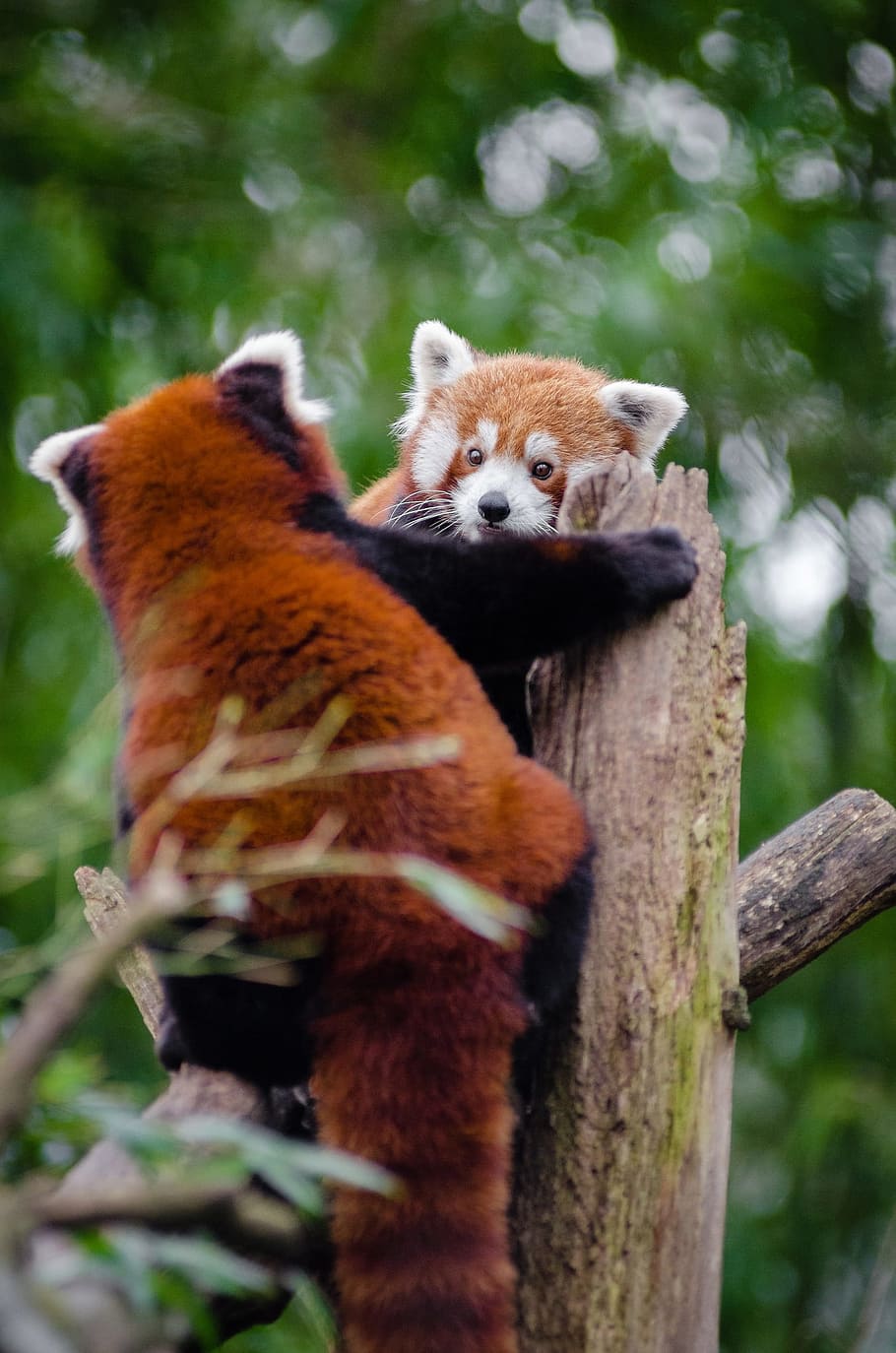 shallow focus photography of two racoons, red pandas, meeting, HD wallpaper