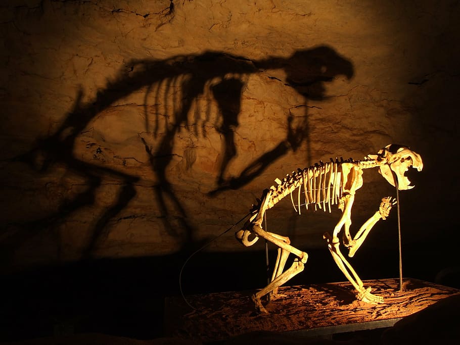 skeleton, dinosaurs, cave, animal, animal themes, bone, shadow HD wallpaper