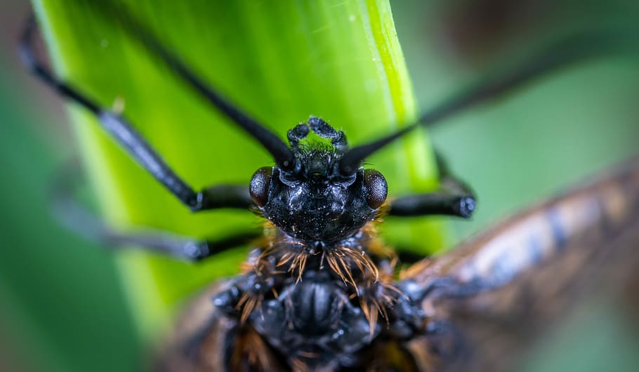insect, portrait, macro, animal wildlife, green color, close-up HD wallpaper