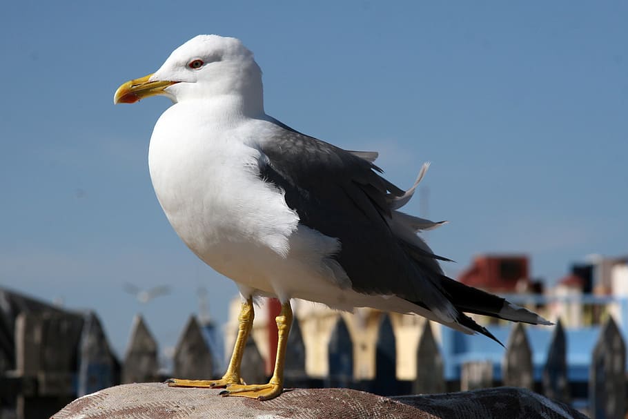 seagull, bird, animal themes, animals in the wild, vertebrate HD wallpaper