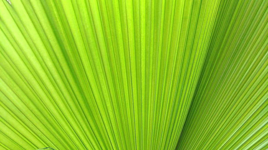 green digital artwork, background, plant, leaf, palm leaf, palm tree HD wallpaper