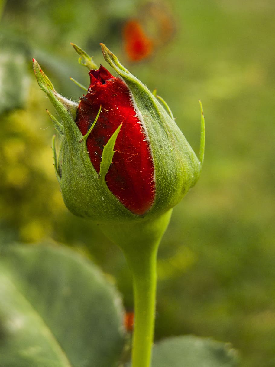 rose, red, flower, close-up, plant, beauty in nature, focus on foreground HD wallpaper