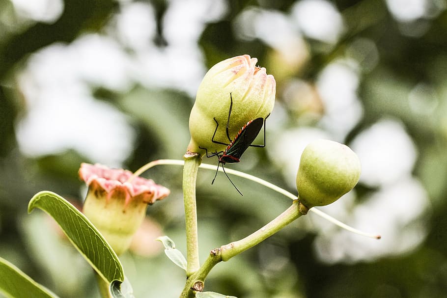flower, nature, spring, insect, plant, leaf, close-up, invertebrate HD wallpaper