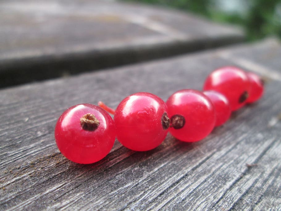currant, red currant, garden, summer, berry, row, red berries HD wallpaper