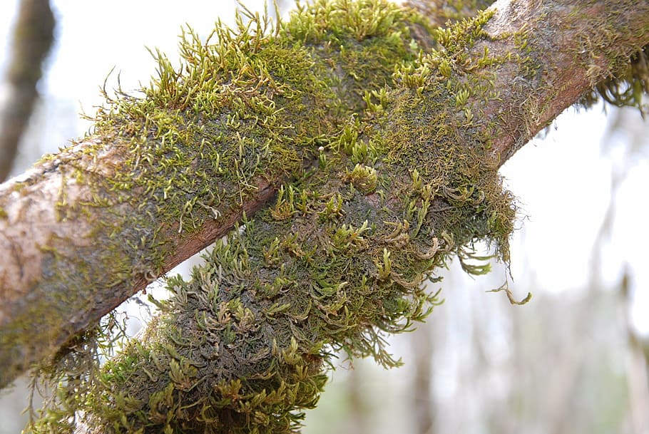 moss, tree, nature, landscape, southern, plant, growth, close-up HD wallpaper