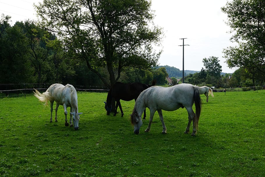 horse, pasture, summer, meadow, coupling, nature, horse head, HD wallpaper