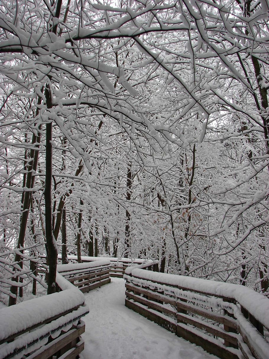 bare tree covered with snow at daytime, forest, road, winter HD wallpaper