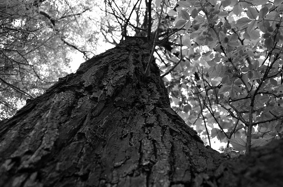 tree, up, leaf, plant, low angle view, tree trunk, nature, growth HD wallpaper
