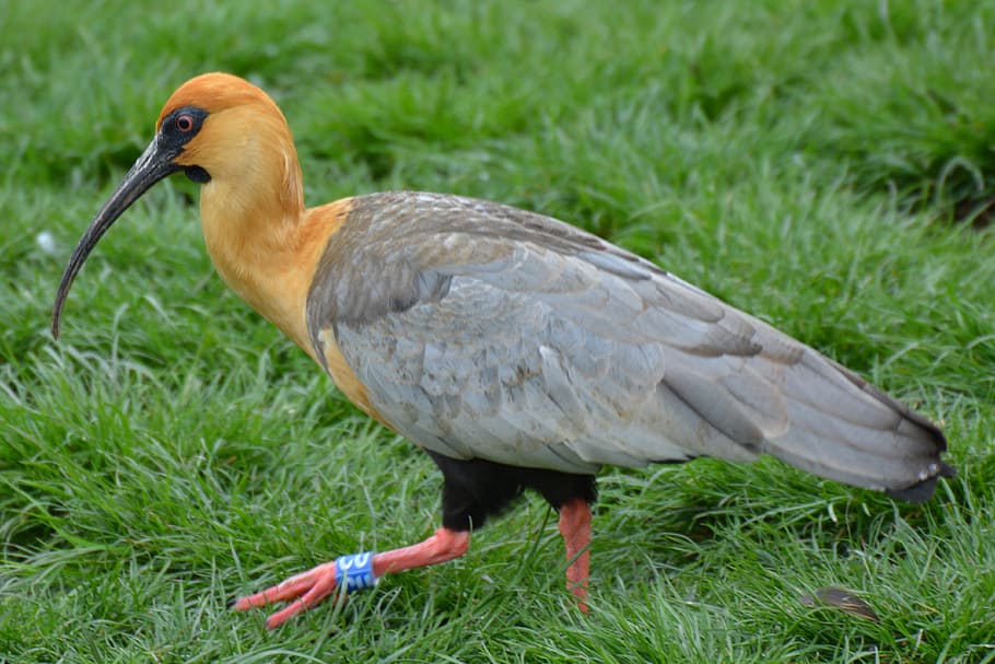 bird, animal, babu, animal themes, animal wildlife, animals in the wild HD wallpaper