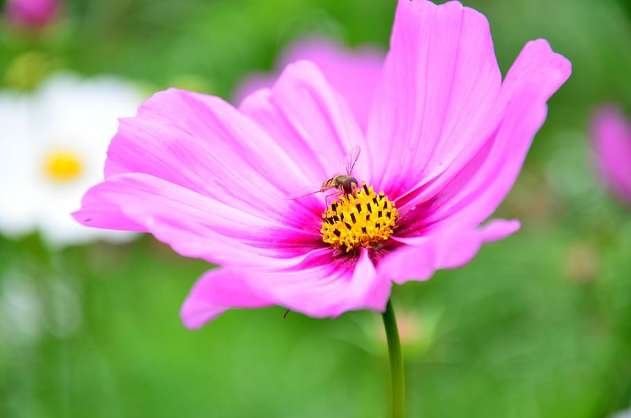 Flower, Wasp, Pollen, petal, fragility, flower head, nature HD wallpaper