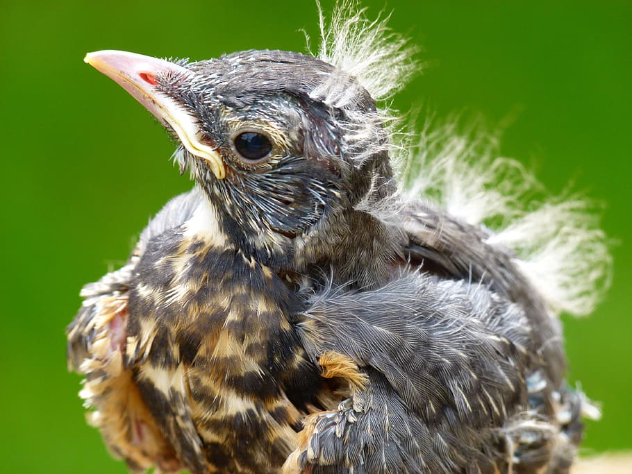 selective focus photography of chick, red robin, bird, nature HD wallpaper