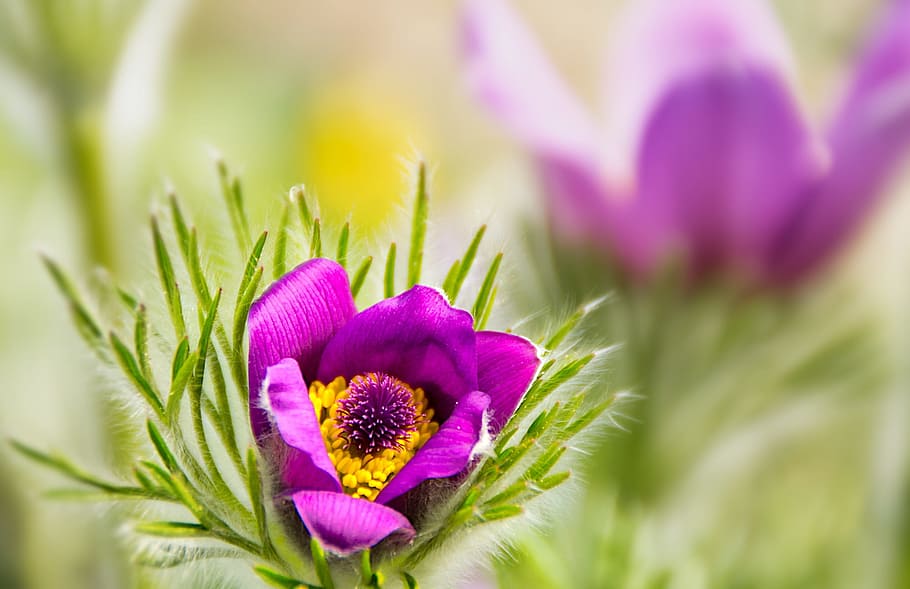 flowers, spring, nature, plant, macro, bloom, purple, flowering plant HD wallpaper