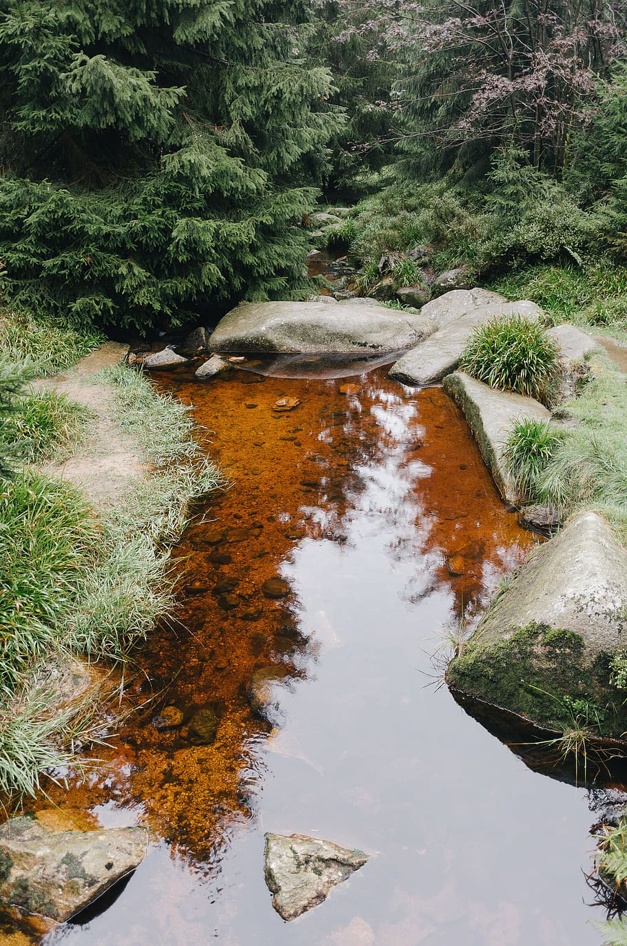 Brook on forest, nature, stream, water, river, tree, outdoors HD wallpaper