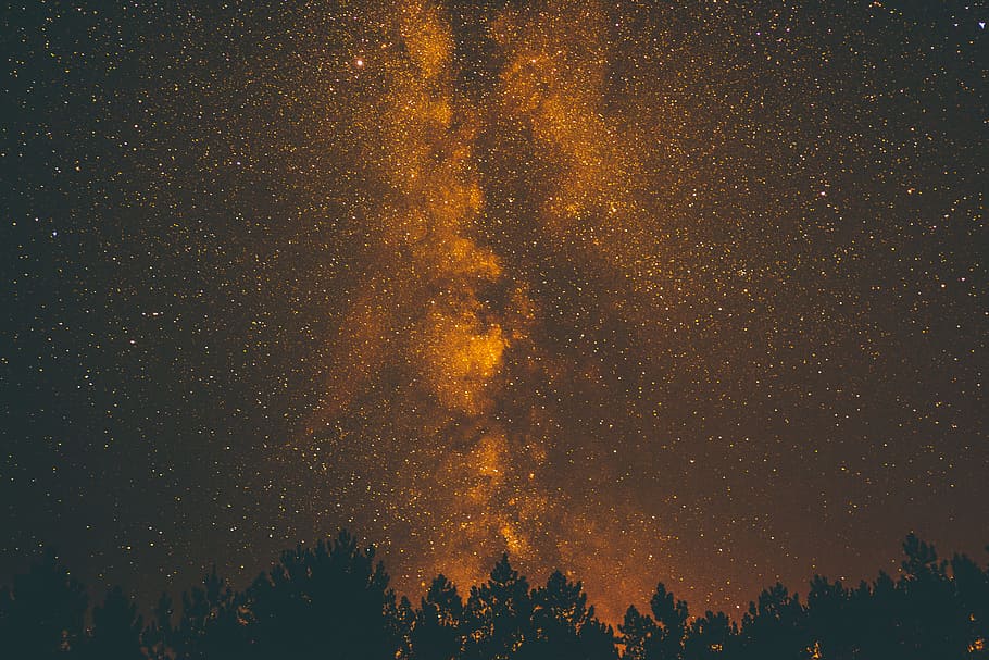 silhouette of trees at nighttime, silhouette of trees under sky at night time HD wallpaper