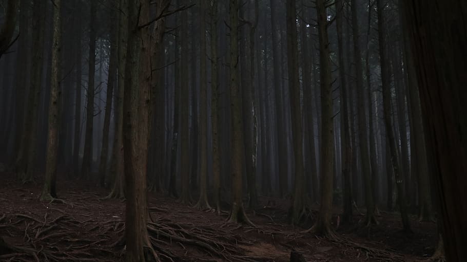 dark, wood, nature, forest, tree, land, woodland, tree trunk, HD wallpaper