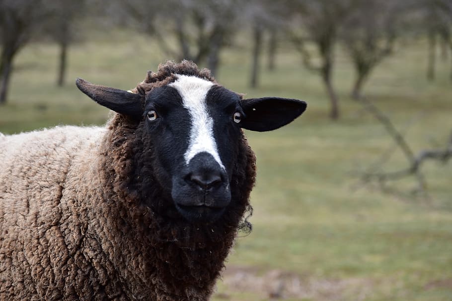 sheep, animal, wave, feast, livestock, focus on foreground HD wallpaper