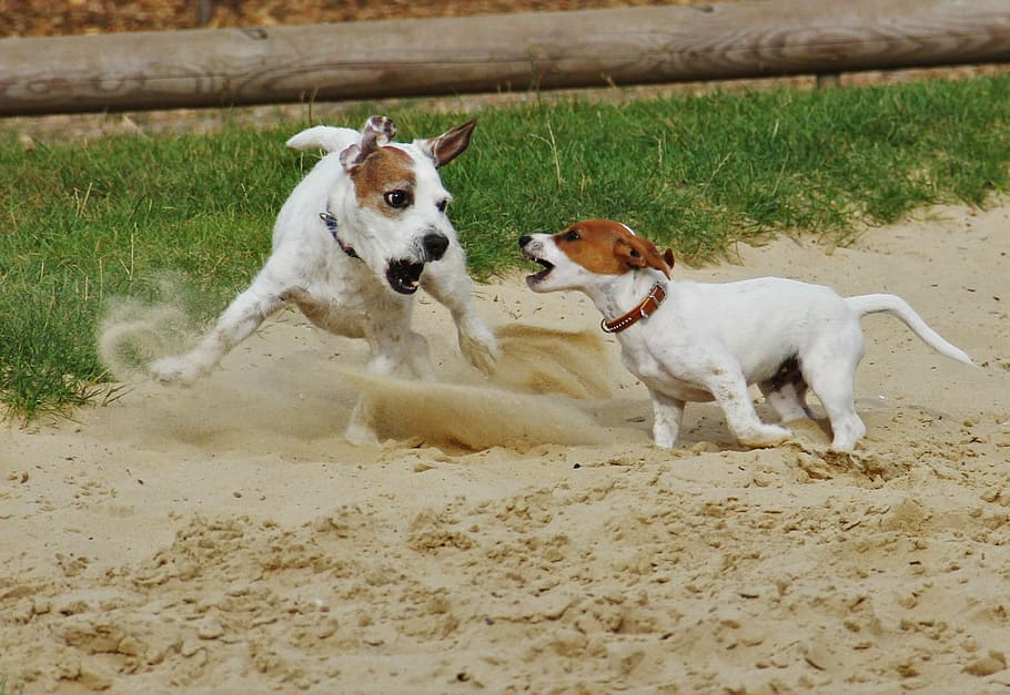 playing dogs, jack russel, terrier, dog puppy, small dog, pets, HD wallpaper