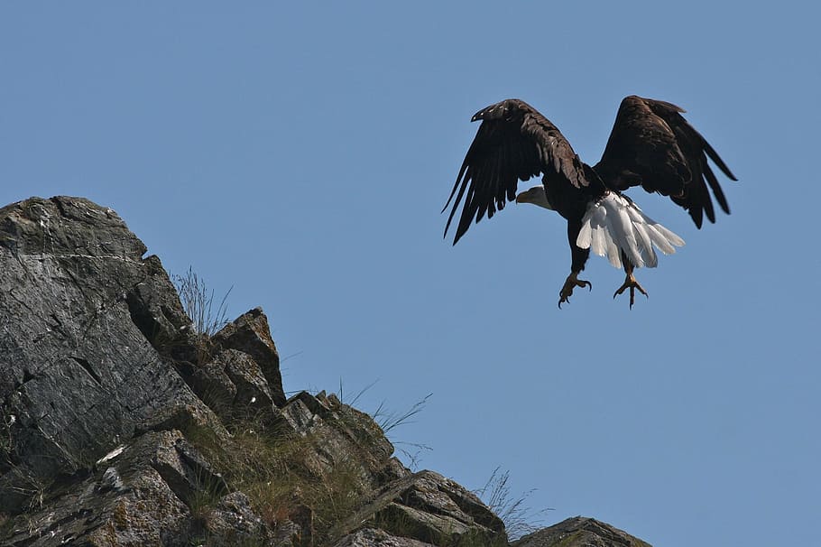 black eagle flying near rocky mountains, bald eagle, landing HD wallpaper