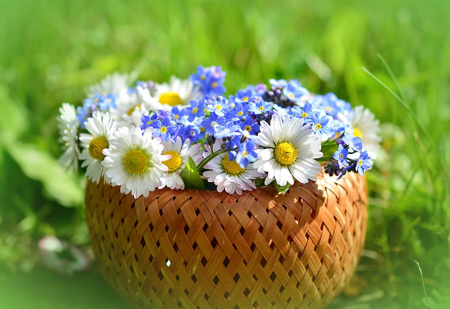 flowers in brown wicker basket, daisy, forget me not, spring HD wallpaper