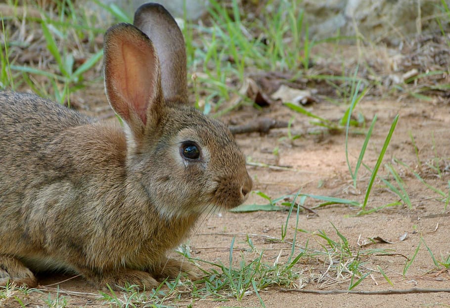 wildlife photograph of brown rabbit, bunny, animal, easter HD wallpaper