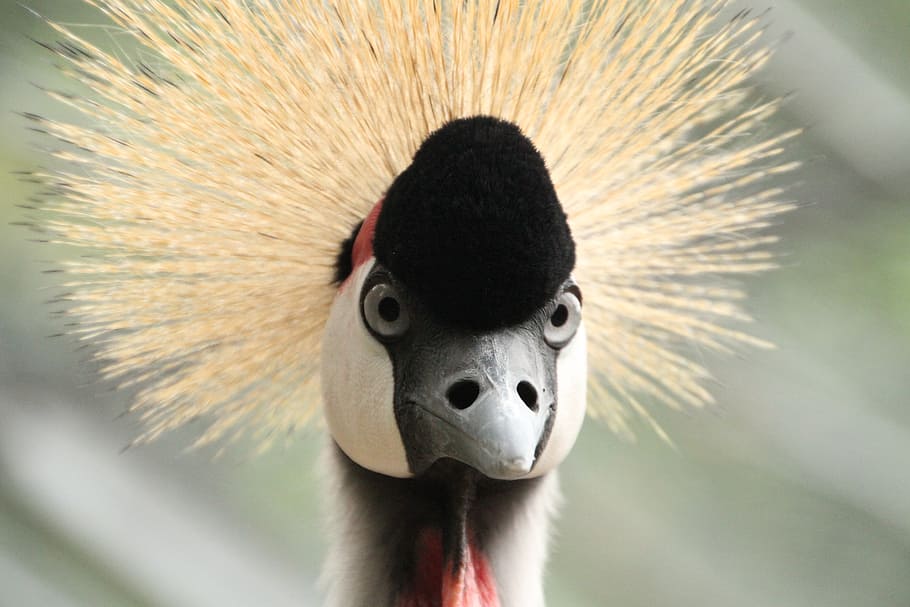 grey crowned crane, balearica pavonina, bird, headdress, animals, HD wallpaper