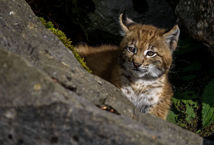 Young, Lynx, Lynx, Predator, Wildcat, Cat, young lynx, animal HD wallpaper
