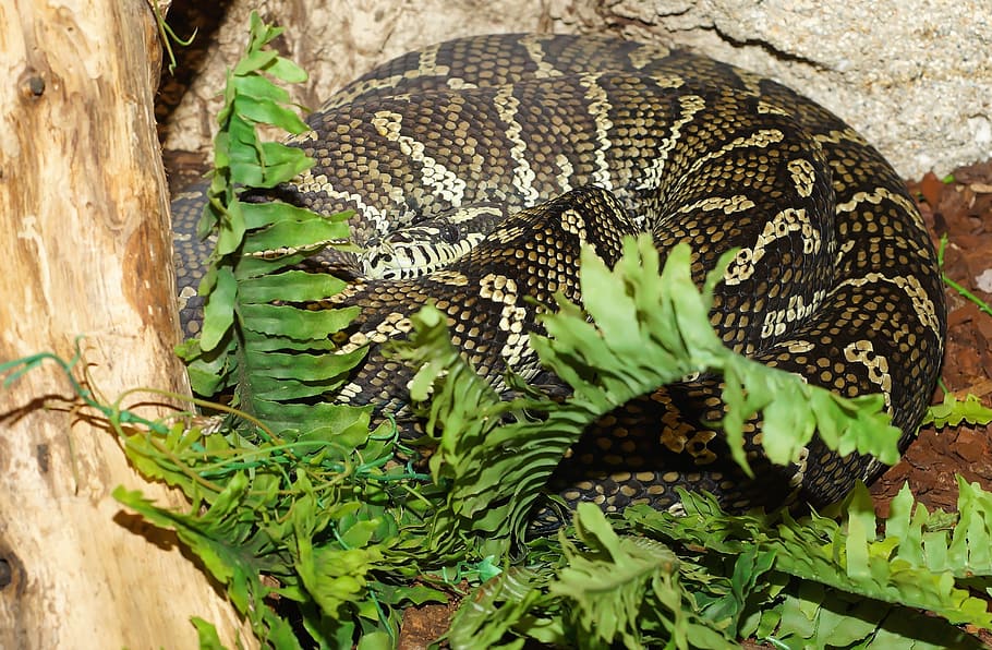 snake, carpet python, constrictor, australia, scale, nature HD wallpaper