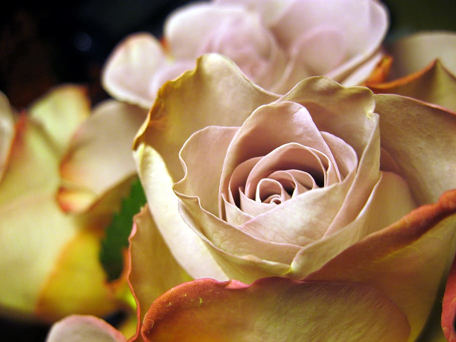 Close, Flower, rose, rose bloom, rose petals, beautiful, romance HD wallpaper