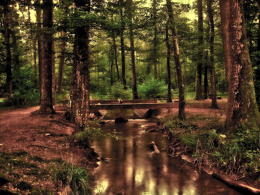 wood bridge surrounded by trees, forest, bach, water running HD wallpaper
