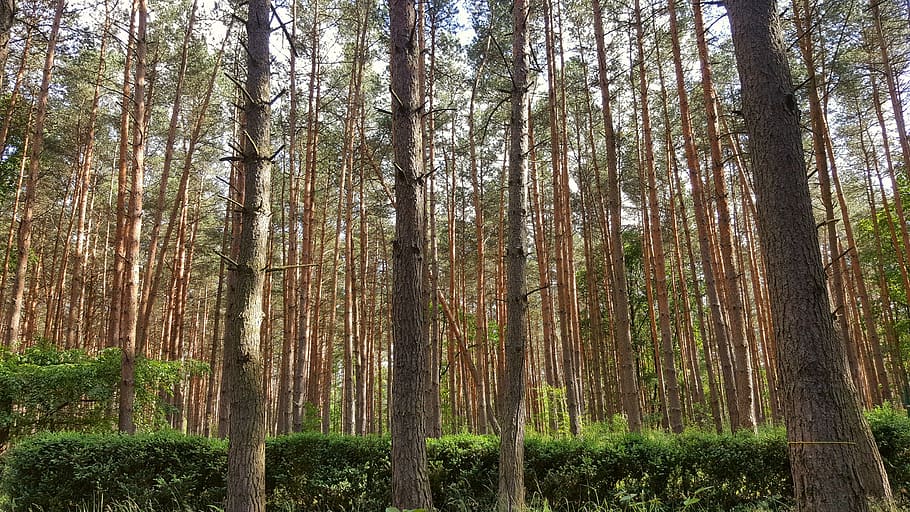 forest, pine, nature, tree, plant, trunk, tree trunk, land HD wallpaper