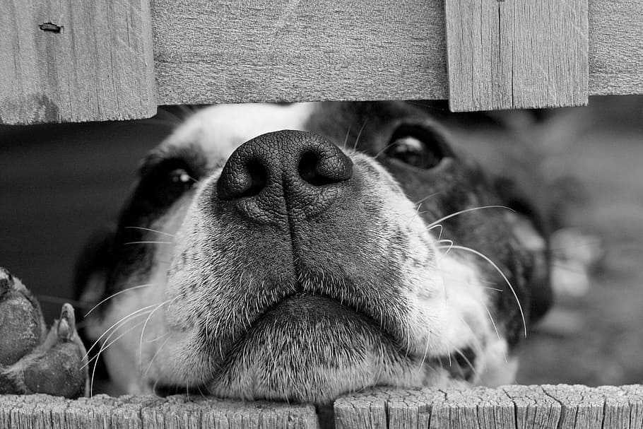 closeup photography of dog, cute, pet, one animal, mammal, pets HD wallpaper