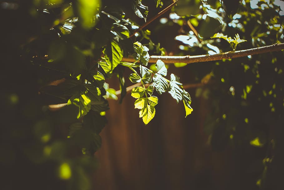 Always Remembered, close up photography of green plant, leaf HD wallpaper