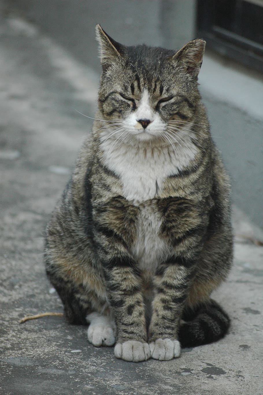 photo of short-fur gray cat sitting on gray pavement, black, white