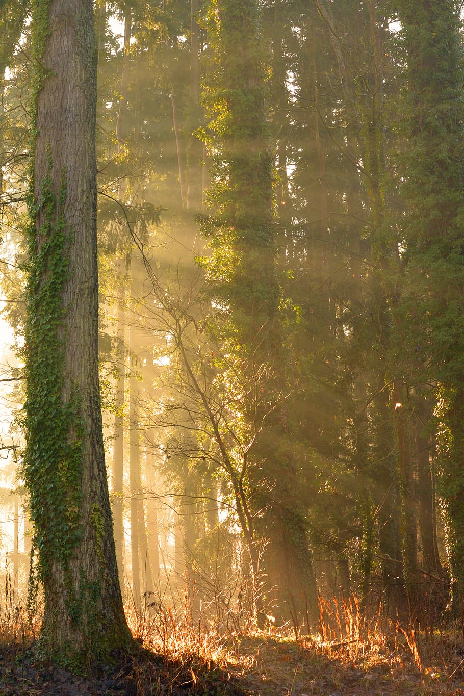 green forest trees, sun, sunbeam, autumn, mystical, colourless HD wallpaper