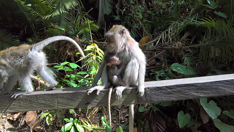three primates on wooden log, bali, monkey, child, monkey child HD wallpaper
